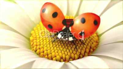 Daisy flower with a ladybird