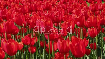 red tulips as background