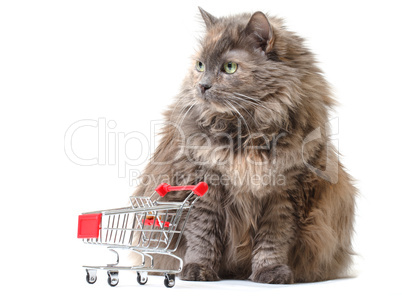 Cat with Shopping Cart