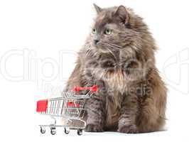 Cat with Shopping Cart