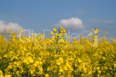 Rapsfeld mit blauem Himmel