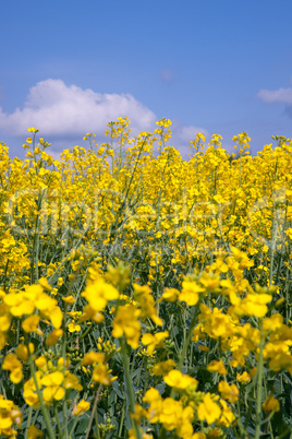 Rapsfeld mit blauem Himmel