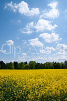 Rapsfeld mit blauem Himmel