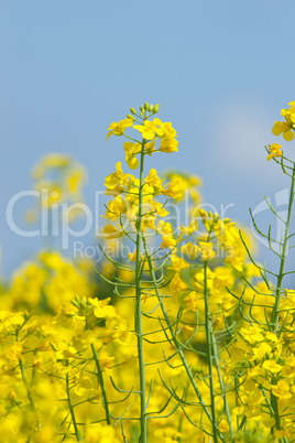 Rapsfeld mit blauem Himmel