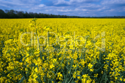 Rapsfeld mit blauem Himmel