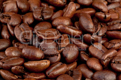 Coffee seeds laid out together