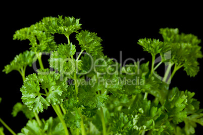 Bunch of parsley