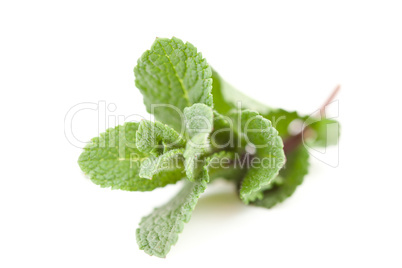 Close up of  blurred mint