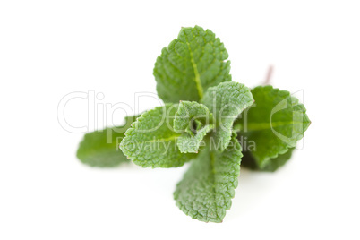 Close up of mint