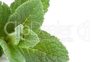 Extreme close up of mint