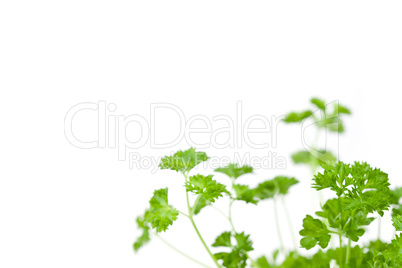 Many chervil sprigs