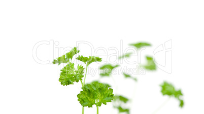 Blurred chervil sprigs