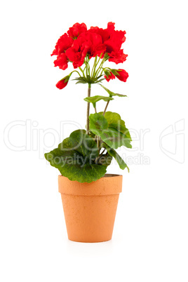 Flower in a pot