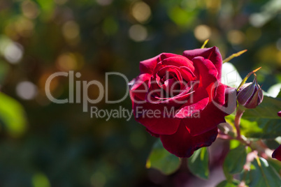 background of beautiful roses in the garden