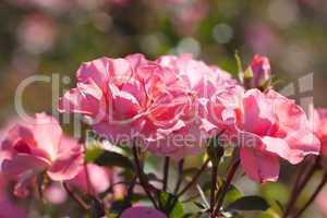 background of beautiful roses in the garden