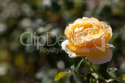 background of beautiful roses in the garden