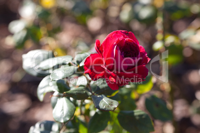 background of beautiful roses in the garden