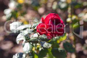 background of beautiful roses in the garden