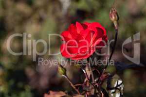 background of beautiful roses in the garden