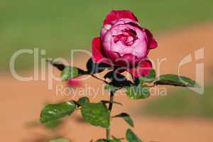 background of beautiful roses in the garden