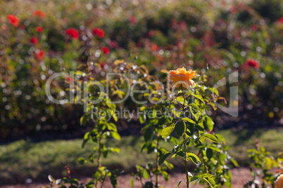 background of beautiful roses in the garden