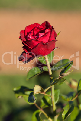 background of beautiful roses in the garden