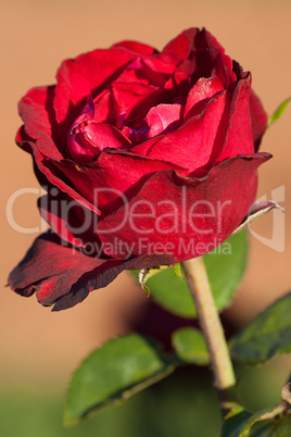 background of beautiful roses in the garden background of beautiful roses in the garden