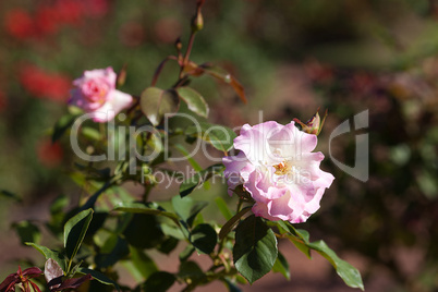 background of beautiful roses in the garden