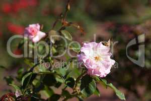 background of beautiful roses in the garden