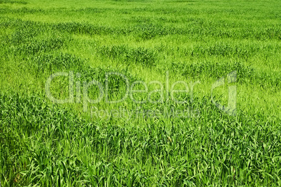 Green wheat field