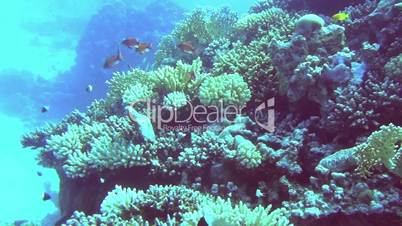 Korallenriff 2D