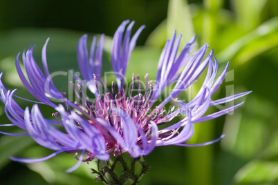 blühende Kornblume