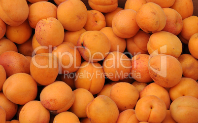 apricot