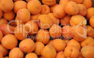 apricot