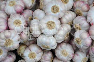 garlic