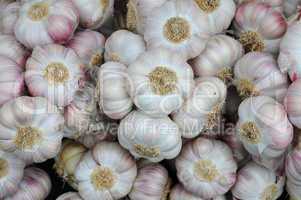 garlic