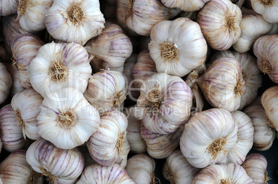 garlic