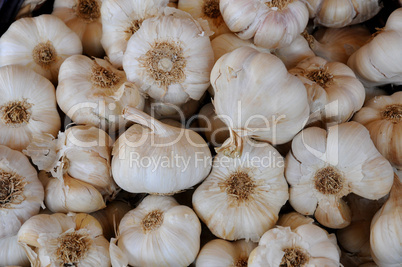 garlic