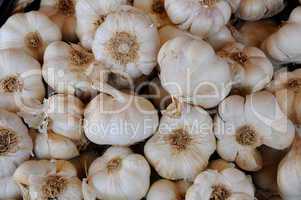 garlic