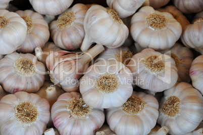 garlic