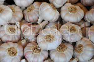 garlic