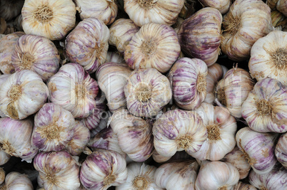 garlic