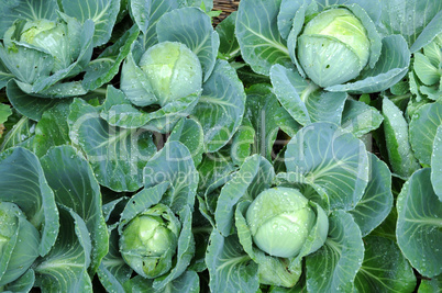 cabbage