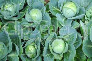 cabbage