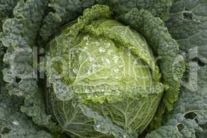 cabbage