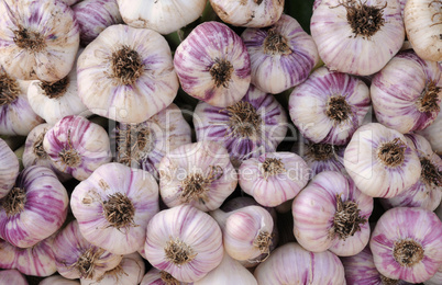 garlic