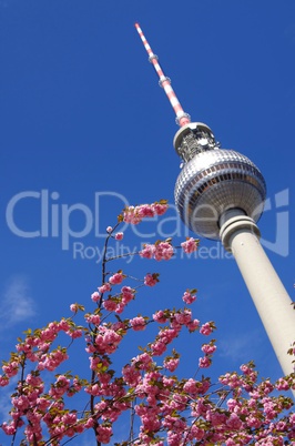 Fernsehturm Berlin zur Berliner Baumblüte