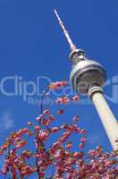 Fernsehturm Berlin zur Berliner Baumblüte