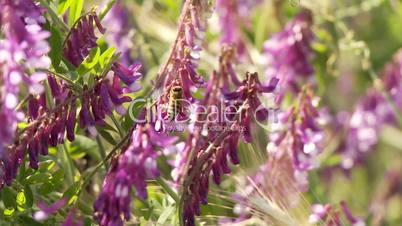 Kornfeld mit Blumen