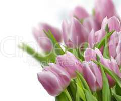 Pink Tulips